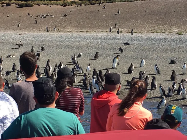 excursion ushuaia pingüinera