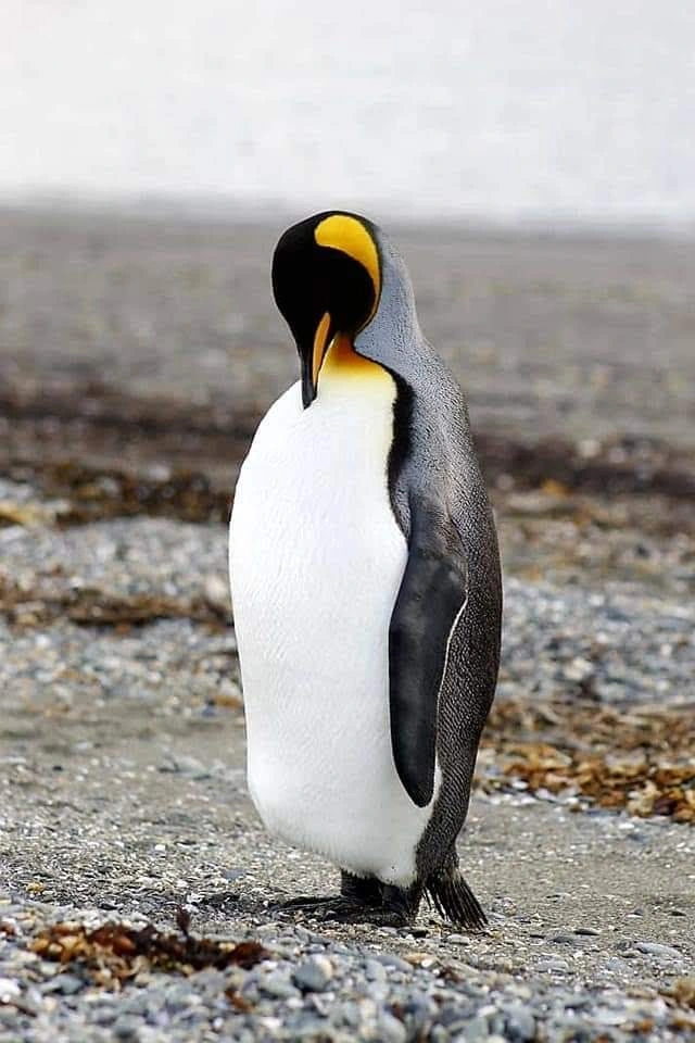 PINGÜINO USHUAIA
